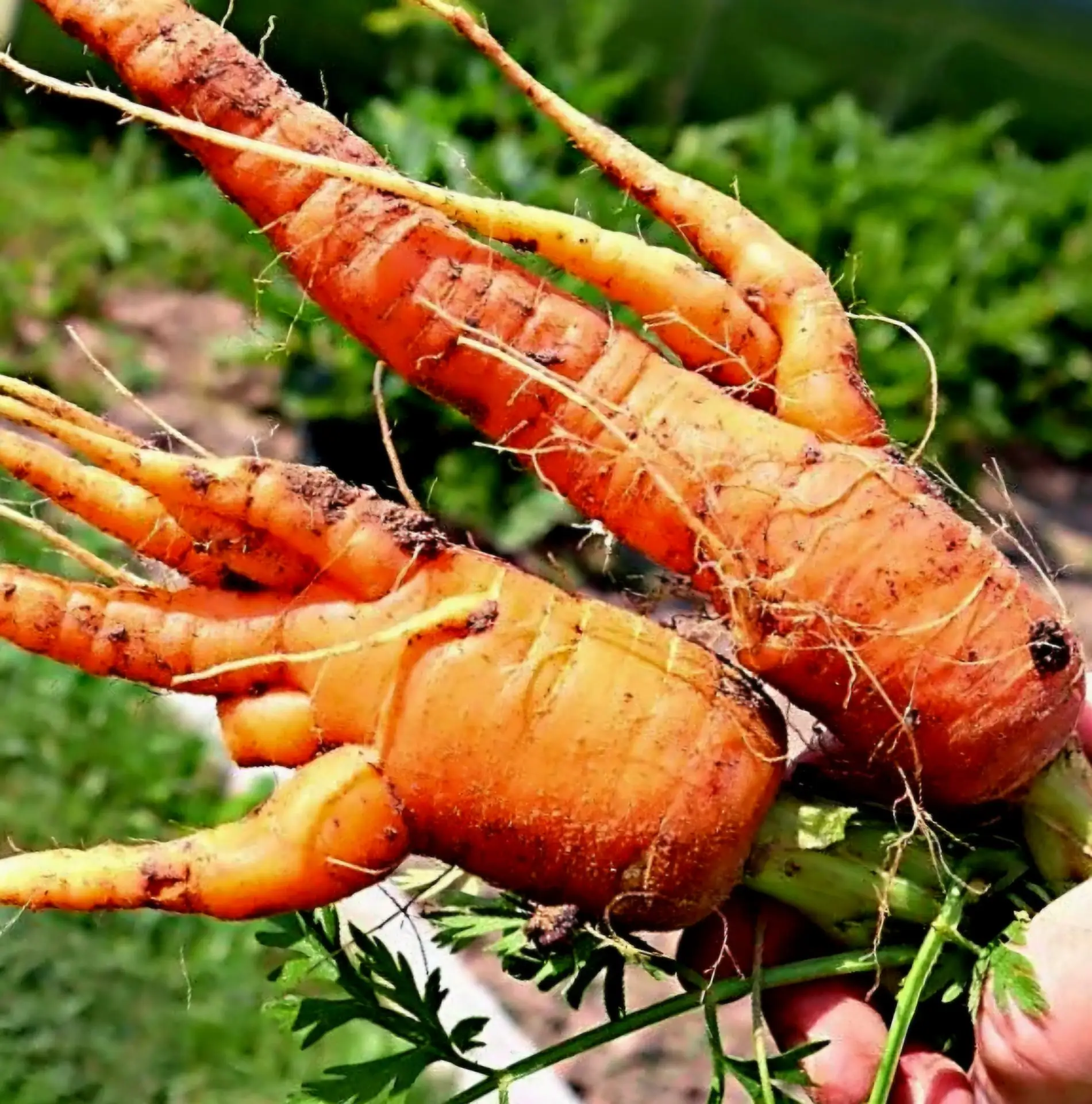 Почему морковь растёт кривой?