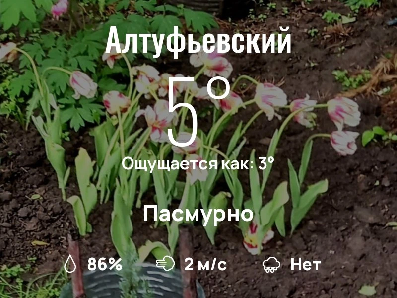 Что с погодой в Алтуфьевском?