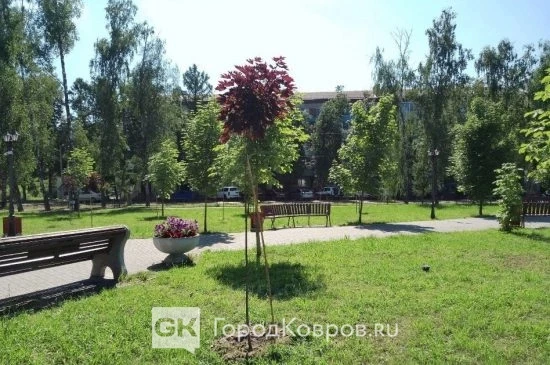 В ковровском сквере появились красные клёны ⭐