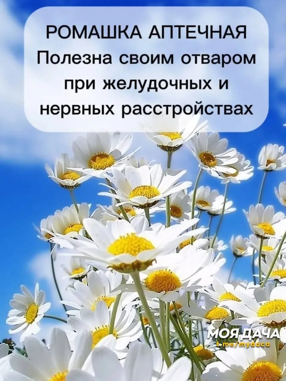 Аптекарский огород 🌿

Маленький уголок с лекарственными и ароматическими растениями — это не только