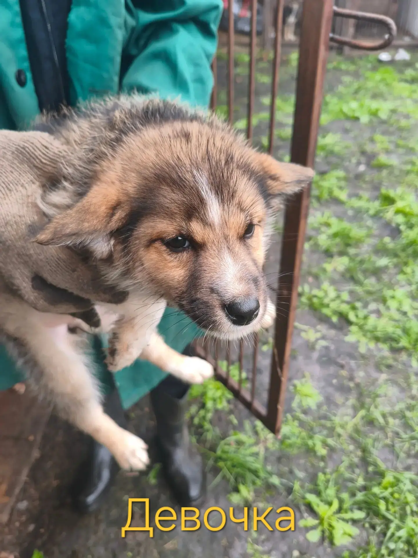 🐕Ищем добрые руки для очаровательных малышей! 🐶