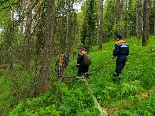 Под Красноярском потерялся 78-летний грибник 

Мужчина ушел в лес вчера в районе села Еловое СНТ «На