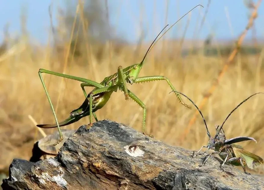 📕🦗 Знакомьтесь с уникальным жителем нашей степи — дыбкой степной!

Знаете ли вы, что в Калмыкии об