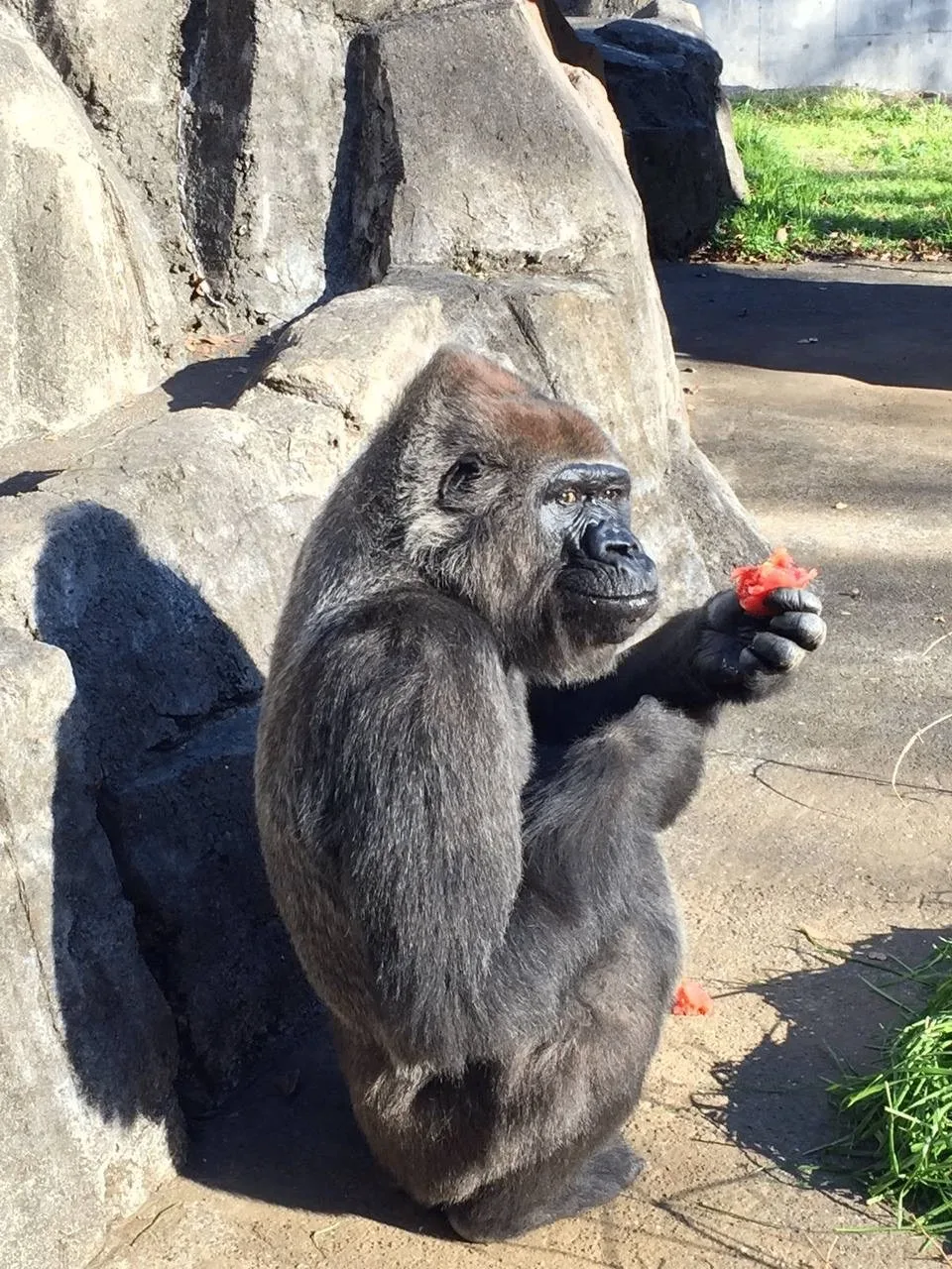🦍 Гориллы могут научиться языку жестов