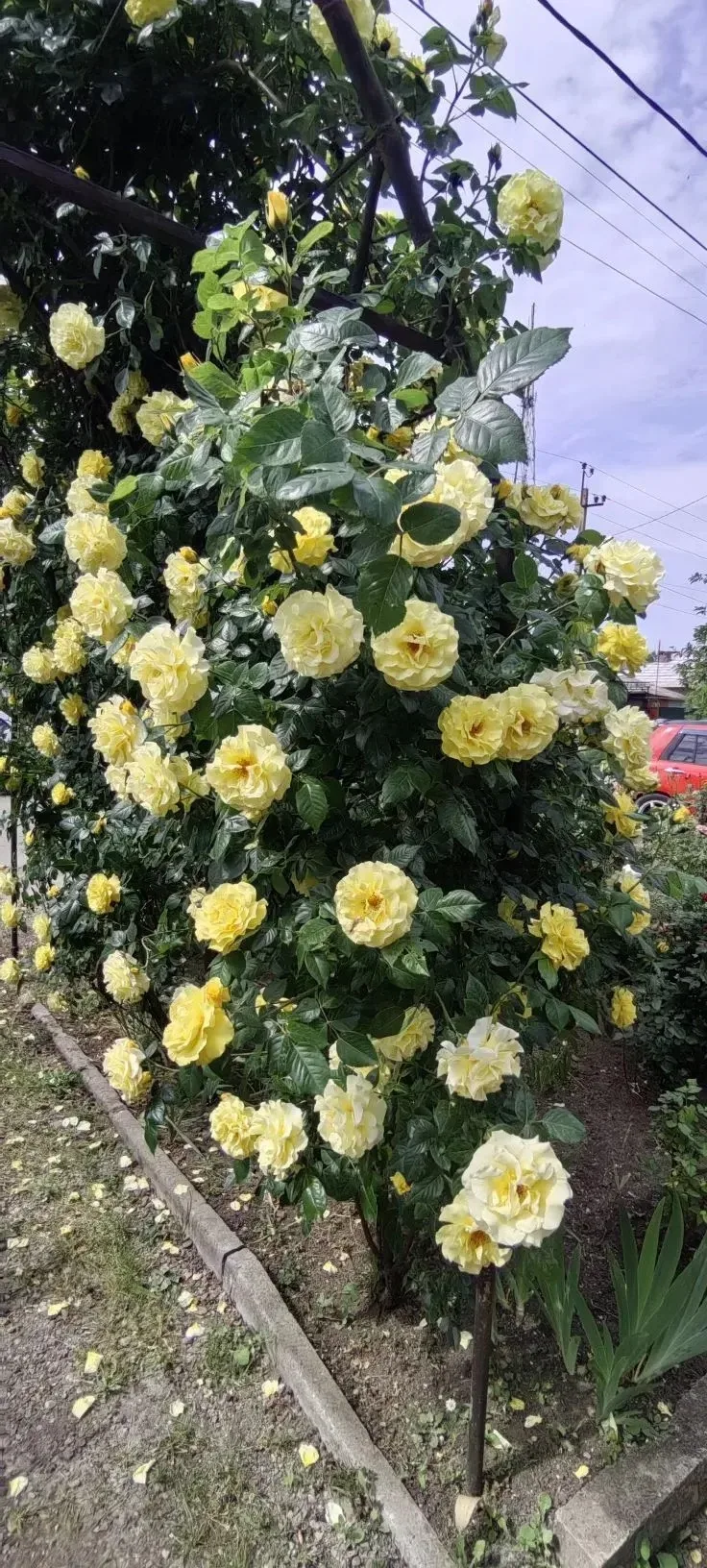 🌹Когда в городе зацветают розы, улицы словно оживают новой, особенной красотой  Воздух наполняется т