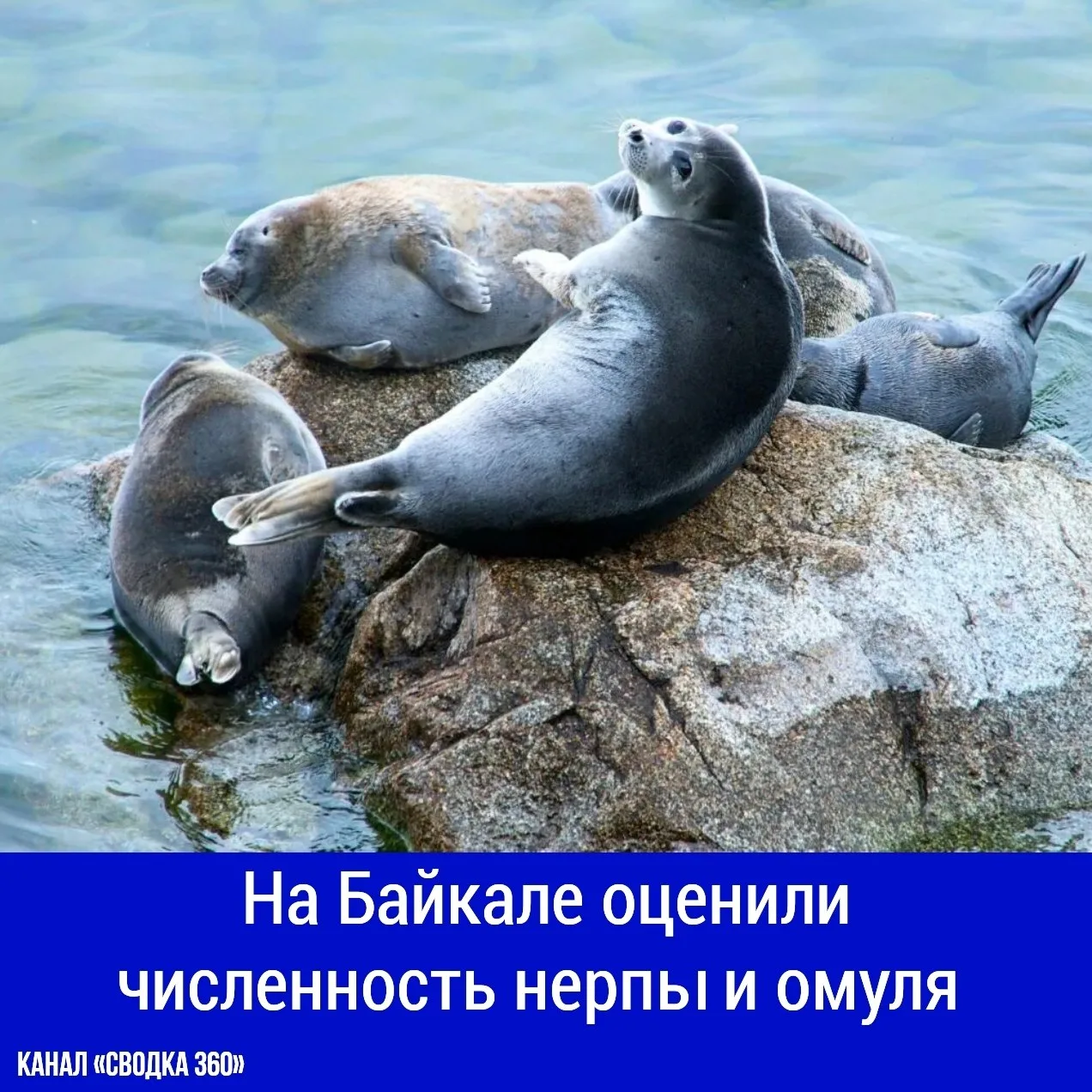 По данным Минприроды России, на Байкале живёт около 148,2 тысячи нерп. Животных подсчит...