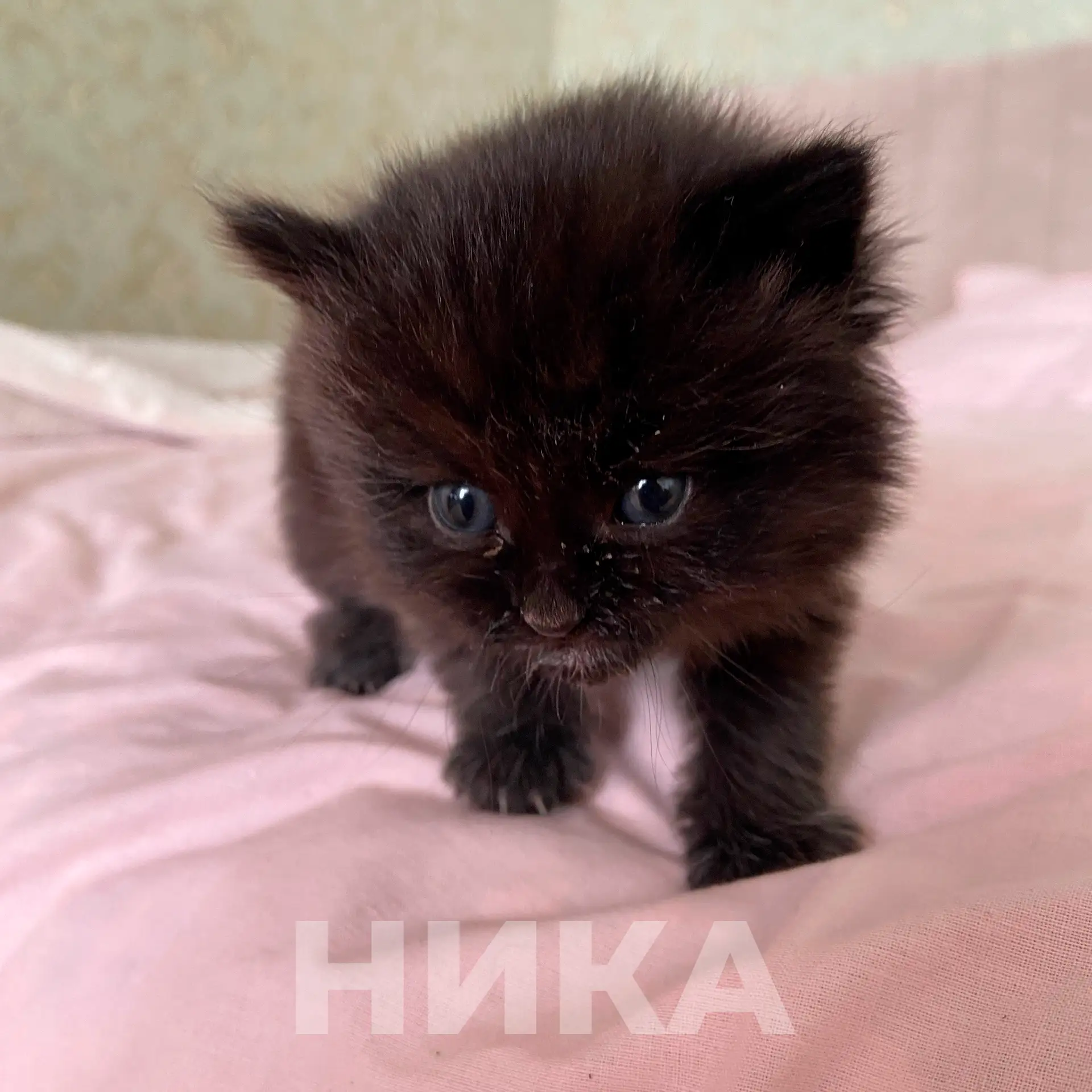🐱Бездомного пушистика приютила журналистка «Ники»