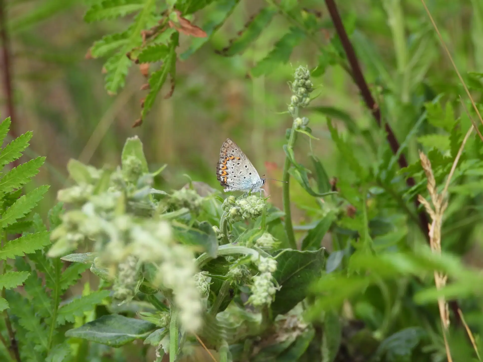 🦋Голубянки (лат. Lycaenidae) — семейство дневных бабочек из отряда чешуекрылых. Это одно из самых м