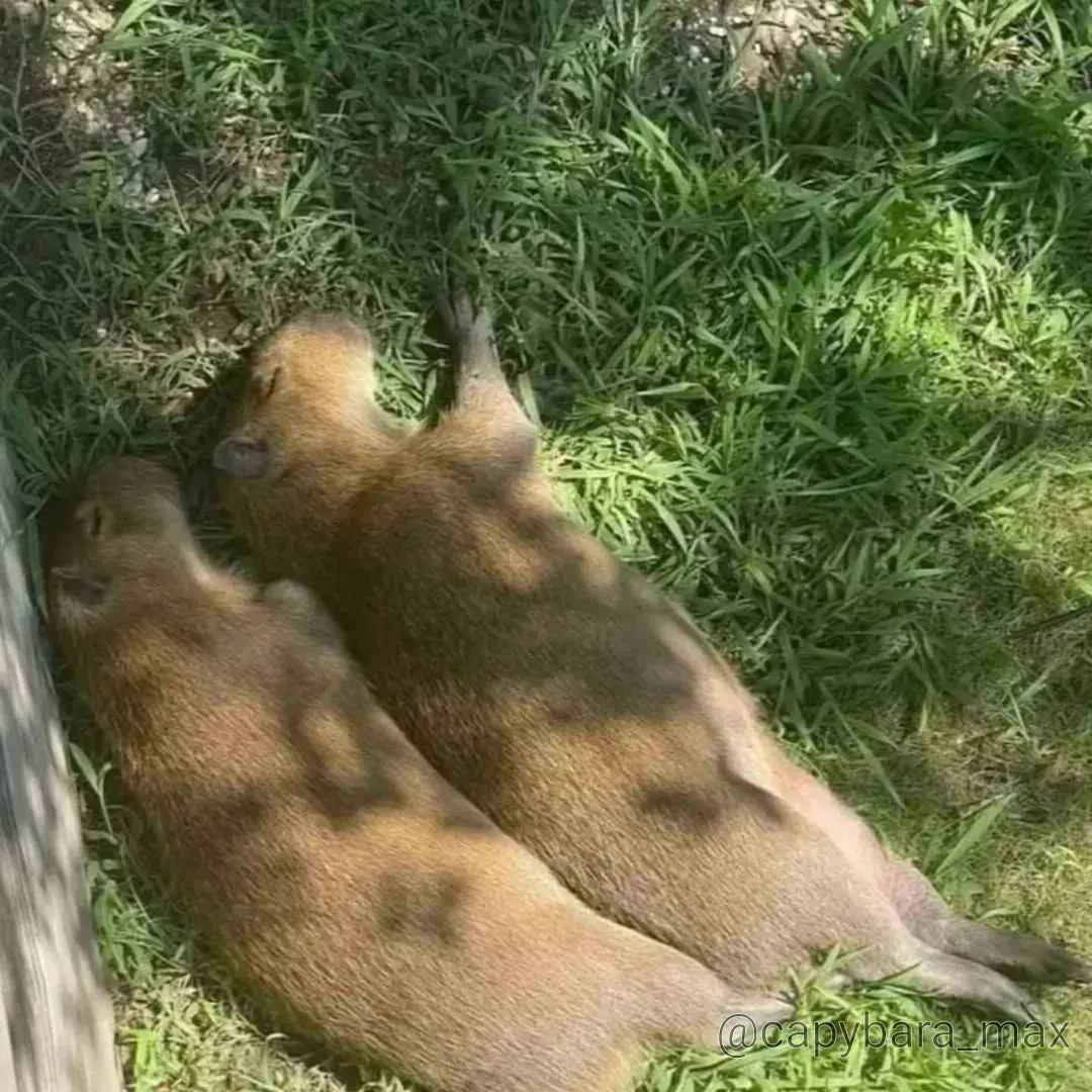Спящие малыши-капибары 😍