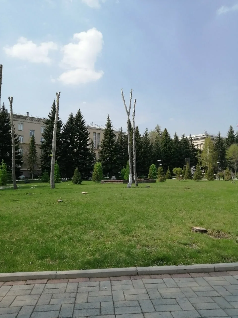 Магнитогорцы негодуют:  "Сквер Университетский. Поляну попилили, насчитал 15 пеньков. На срезе видно