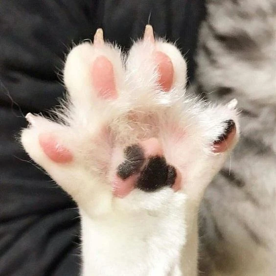 Кошачьи лапки 🤗 

Бесшумная походка. Кошки ходят почти неслышно благодаря мягким подушечкам, которы