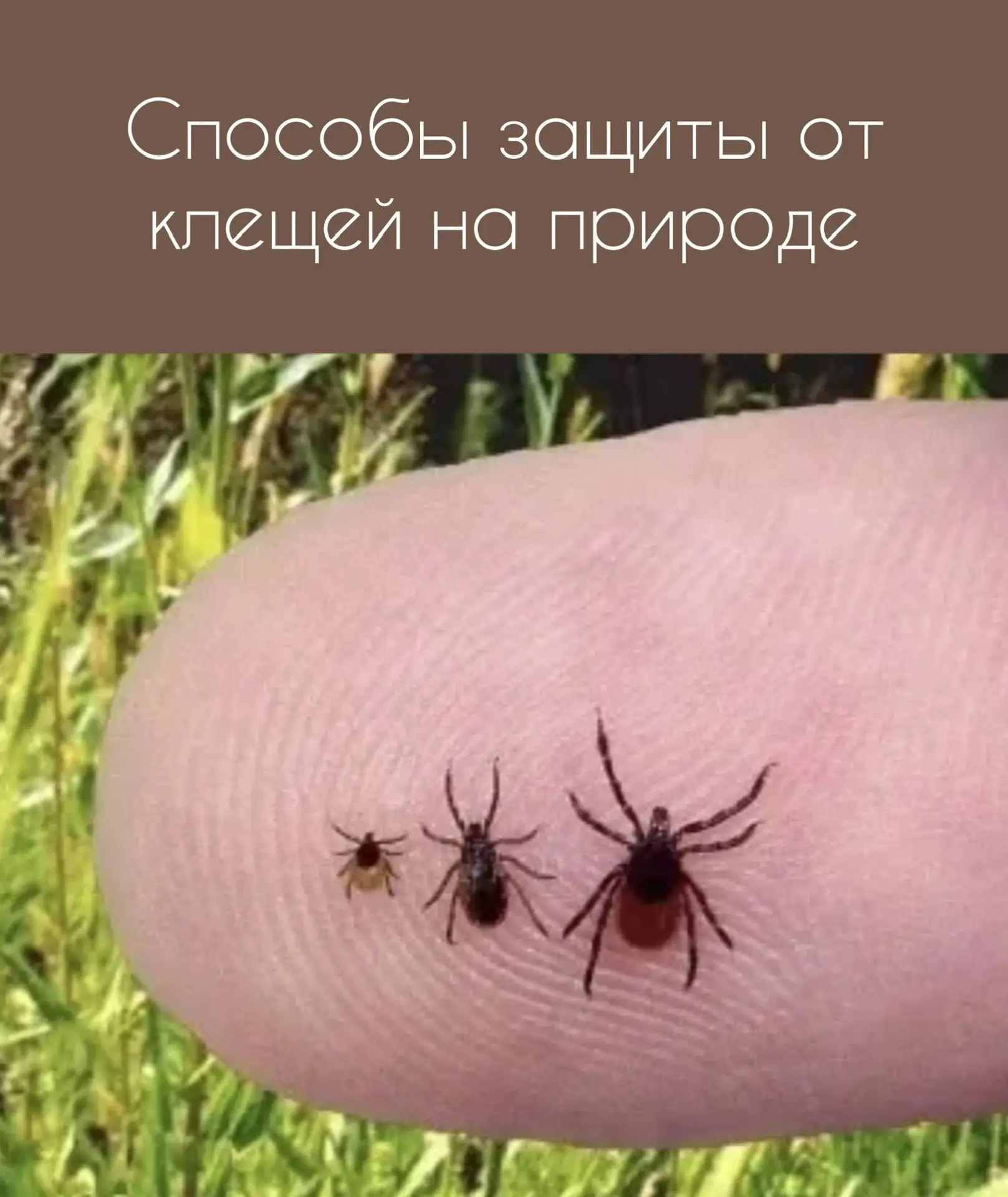 ▌ Натуральная защита от клещей на природе