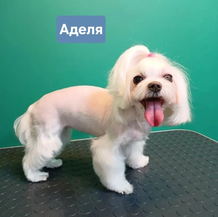 Аделя собралась в путешествие и конечно необходимо навести красоту, ведь впереди новый ...