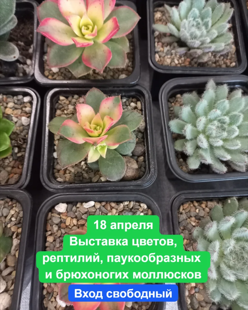 18 апреля, суббота 🔔Начало с 09:00 до 16:00, ДК ЖД ул. Привокзальная Площадь,1  Вход свободный В