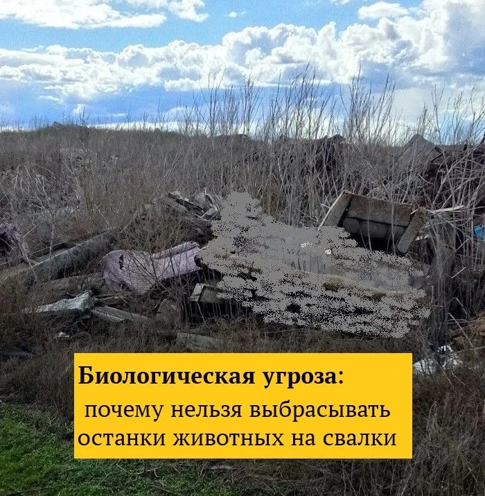 Ветеринарные правила (Приказ Минсельхоза России от 11.11.2024 № 677) устанавливают стро...