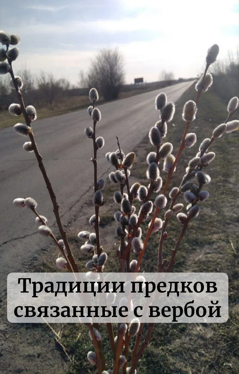 Вербное воскресенье уже совсем близко, о том как наши праматери пользовались древними т...