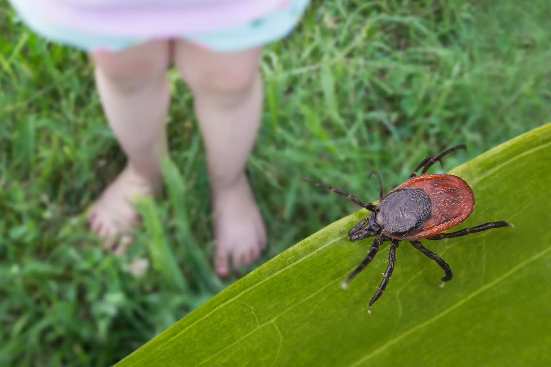 🕷️ Сезон клещей в Подмосковье может продлиться до конца ноября, предупредил биолог Дми...