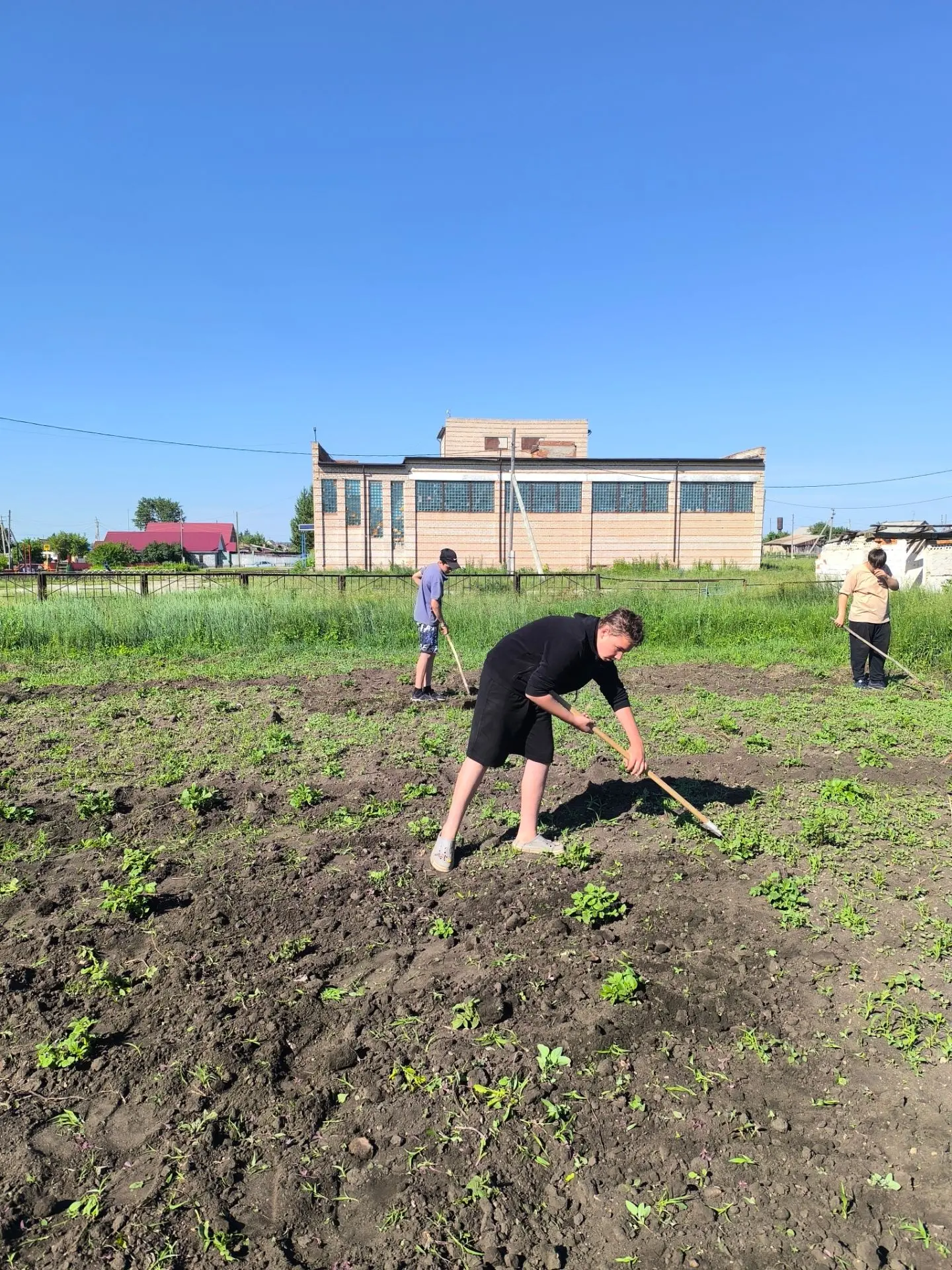 Работа на школьном огороде кипела с самого утра. Пока солнце ещё не припекало, школьники дружно отпр
