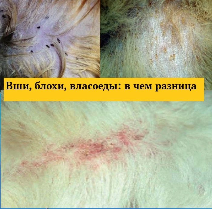 ого. В качестве источника питания используют не кровь млекопитающих, а частички кожи и ...