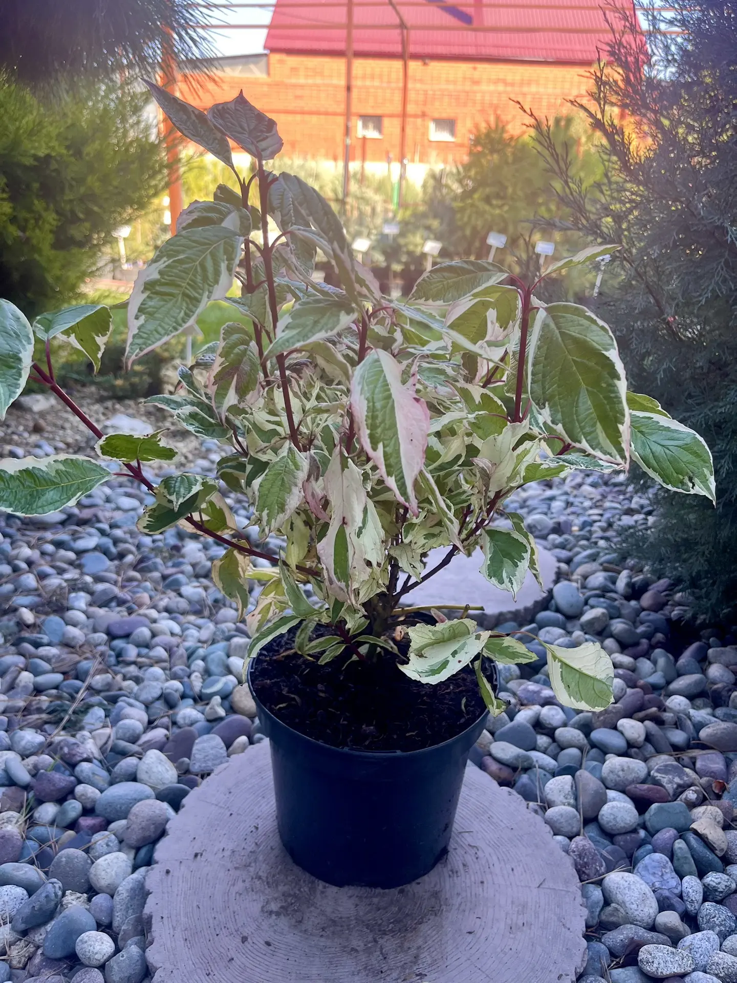 Дерен белый Sibirica Variegata❤️🌿