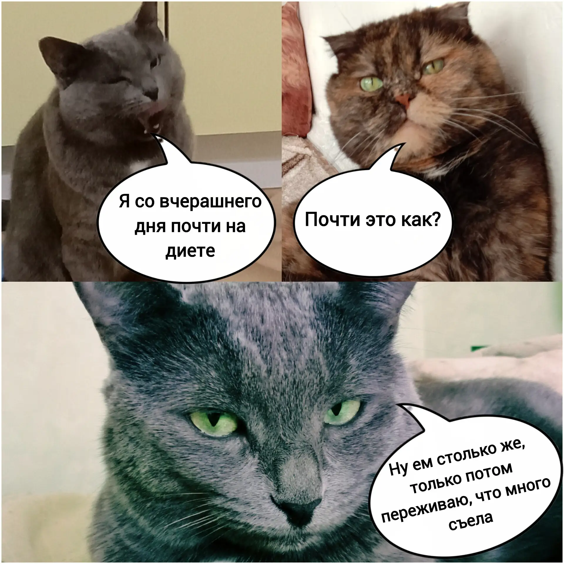 Пора начинать хотеть худеть к новому году😸