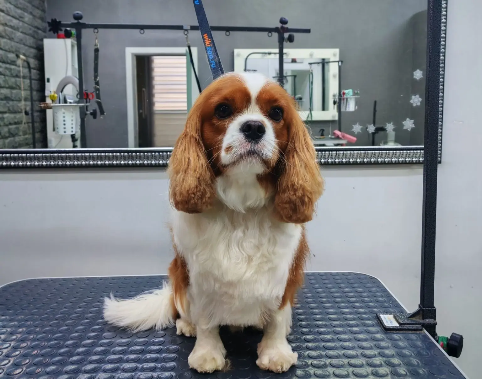 Кавалер кинг-чарльз - Тэодор🐶, комплекс🛁+маска 🧴