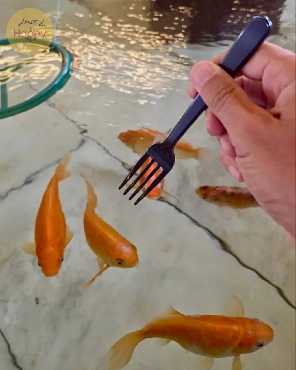 Совершенно случайно встретил в фонтане золотых рыбок. 🐠