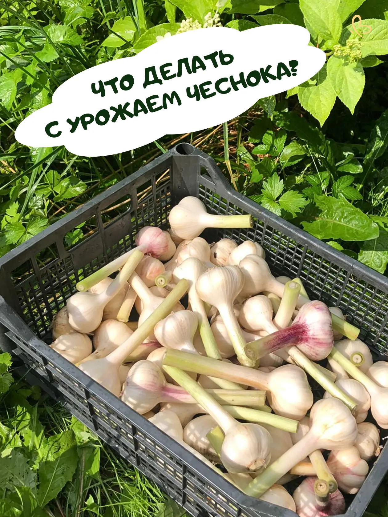 🌿 Идеи для тех, у кого ЧЕСНОК уродился на славу 👇