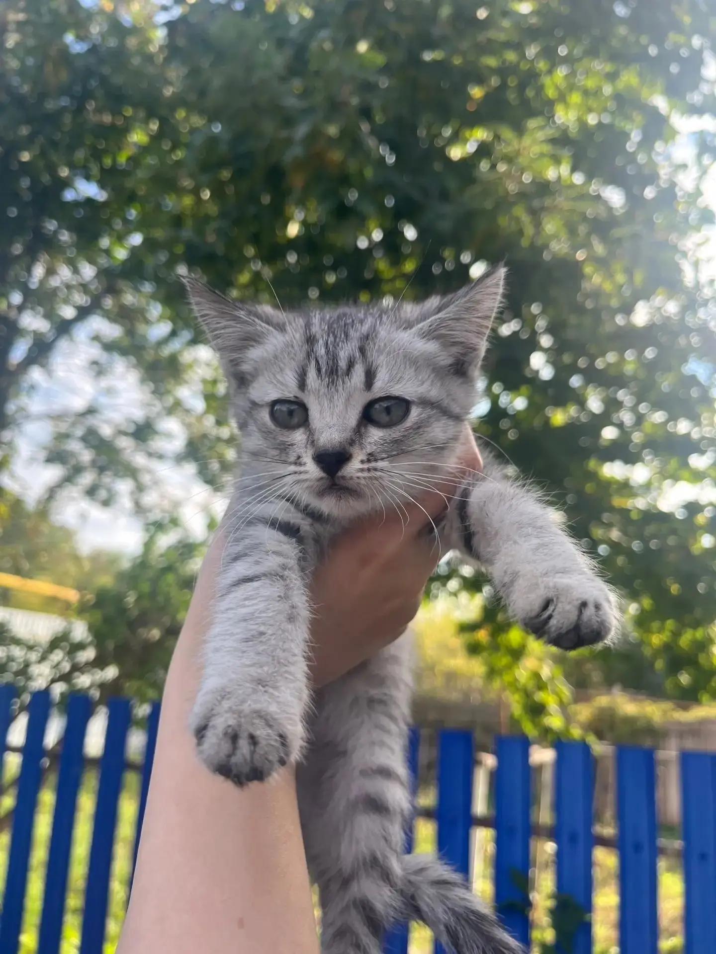 Отдам котят в добрые и заботливые руки!