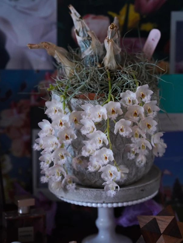 ✨ Орхидея кловесия (лат. Clowesia).