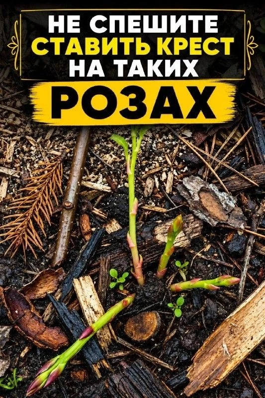 ЭТА ВЕСНА — ВРЕМЯ ОБНОВЛЕНИЯ РОЗ