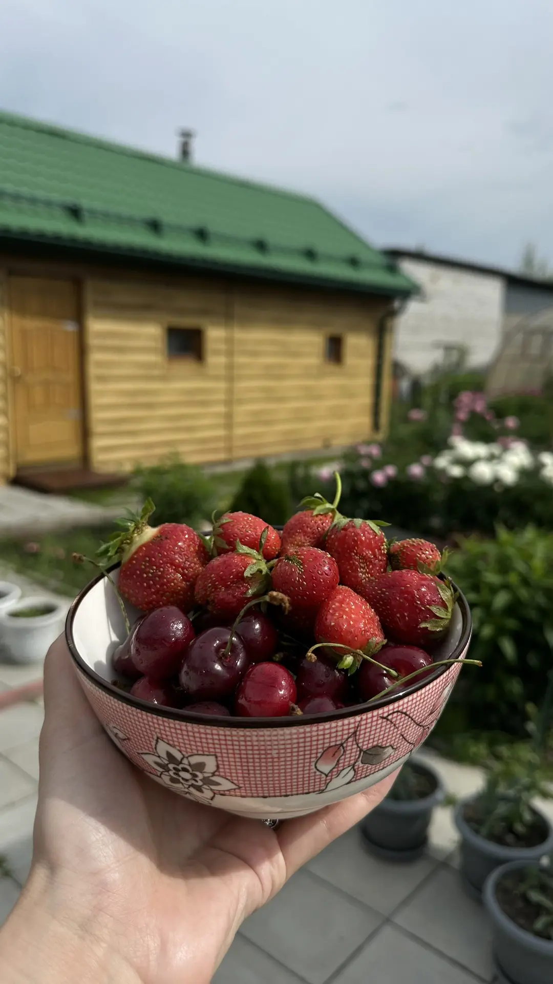 Уже кушаем свои ягодки 😍
Первая клубника 🍓