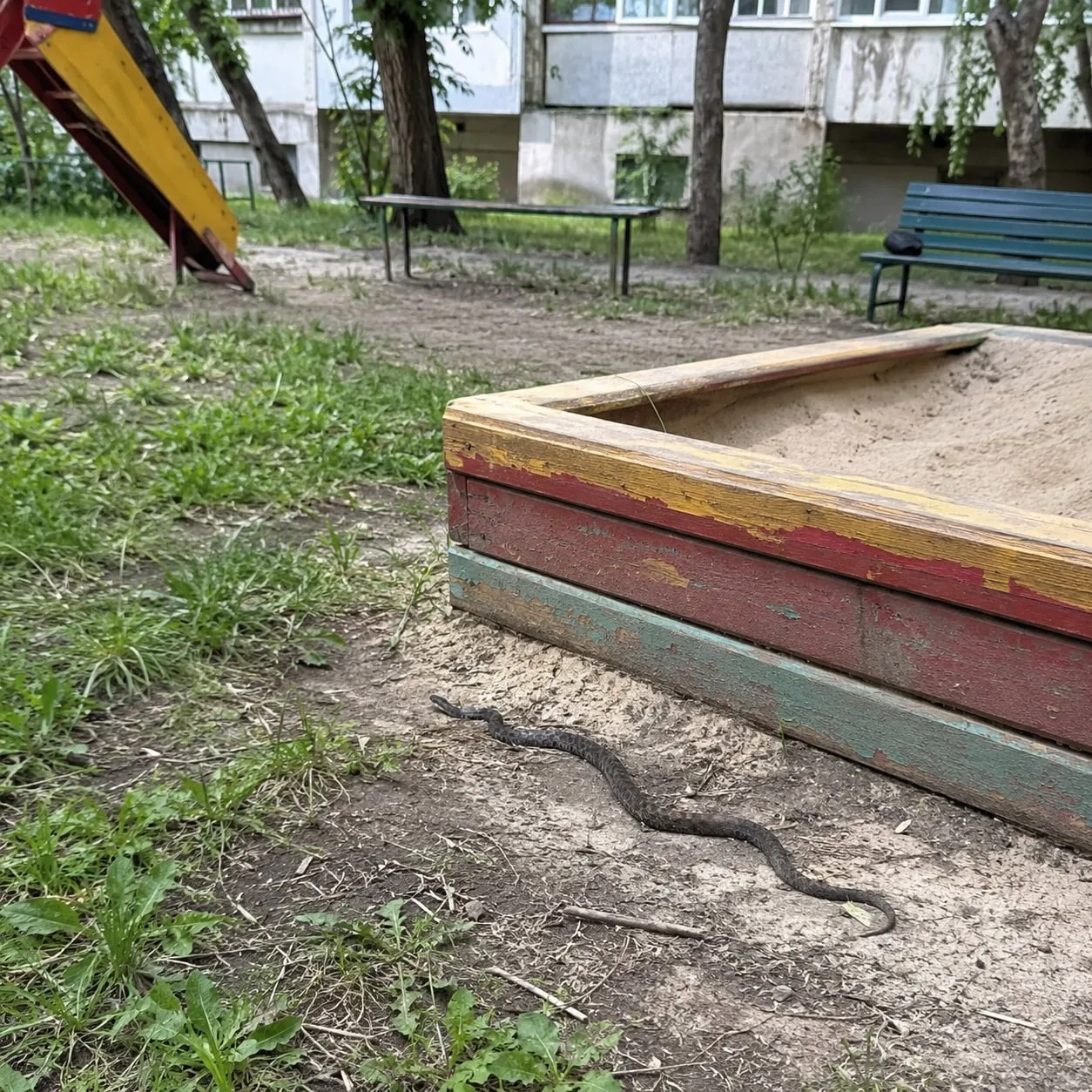 🐍 В Липецке рядом с детской площадкой заметили гадюку.  Поздно вечером 19 мая жители дома №19 по ули