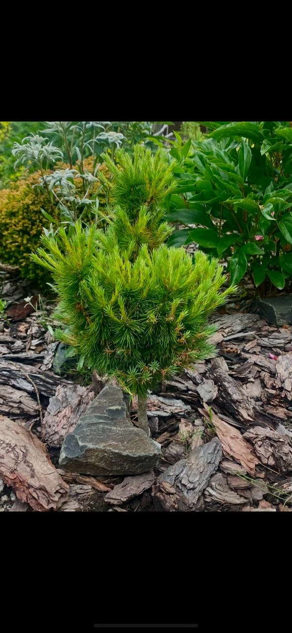 Larix sibirica 'Masha'