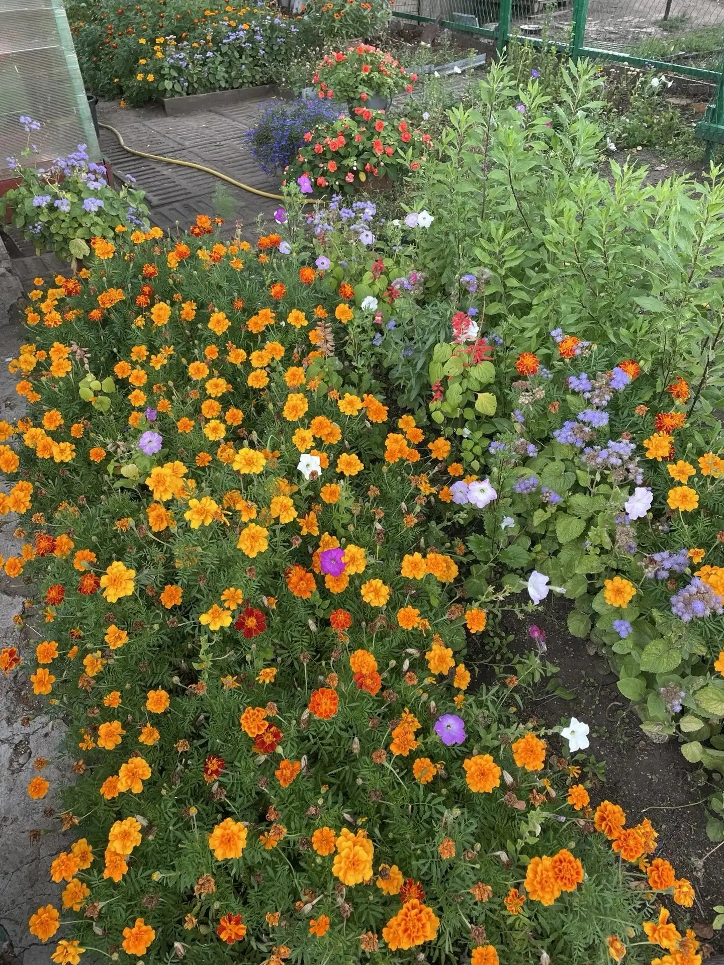 🌼🌺🌸Цветущие оазисы и аромат уходящего лета!