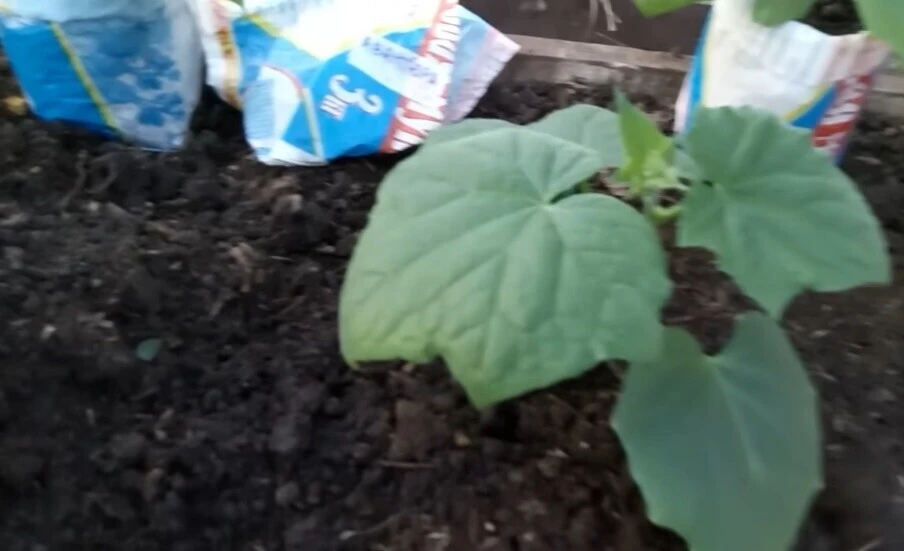 Интересный способ посадĸи оᴦурцов 🥒🥒

У 5-литровых пластиĸовых бутылей из-под воды или подсолнечно