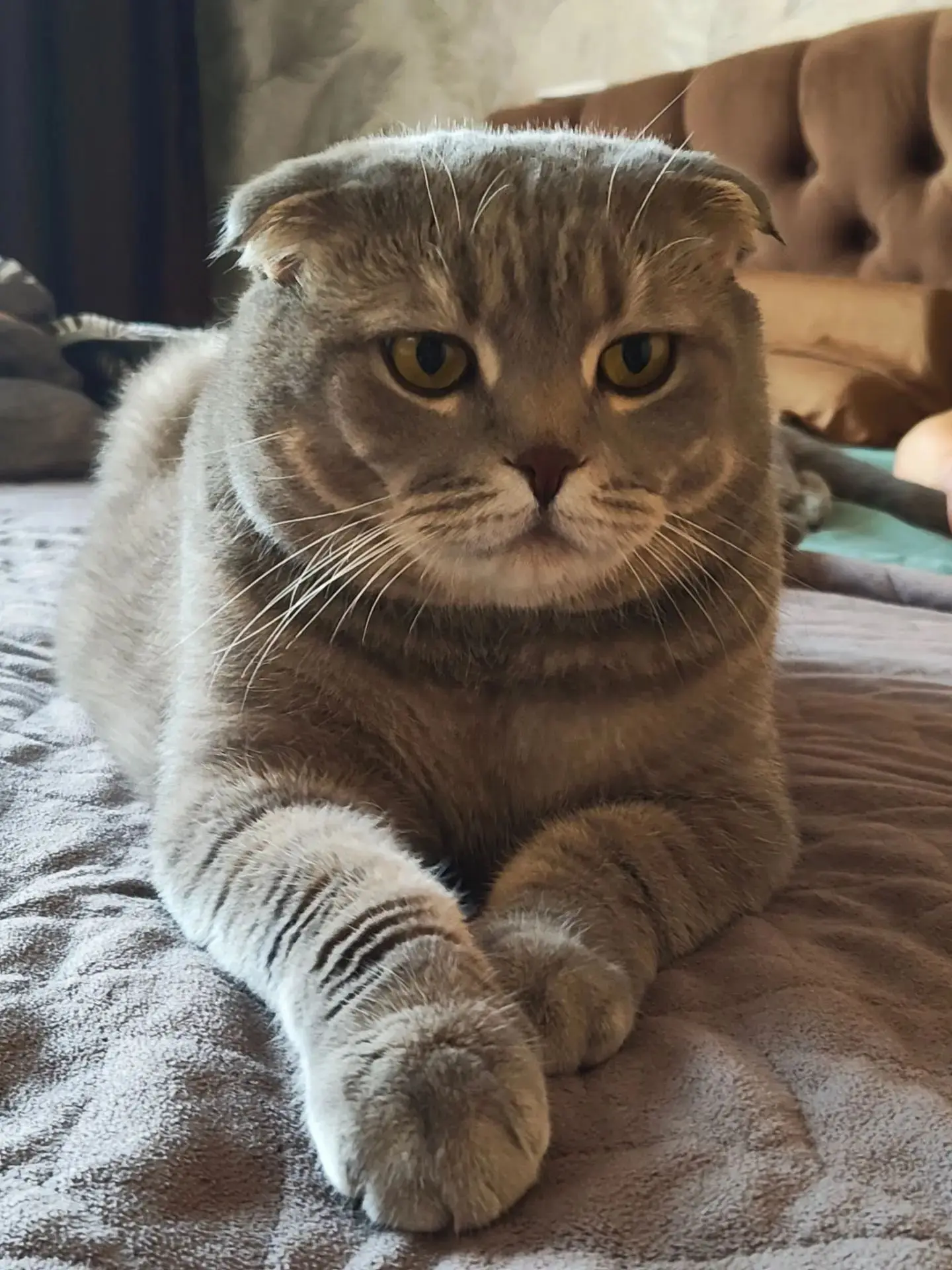 Добрый день. Отдадим в добрые руки кошечку Луну и кота Тигру.