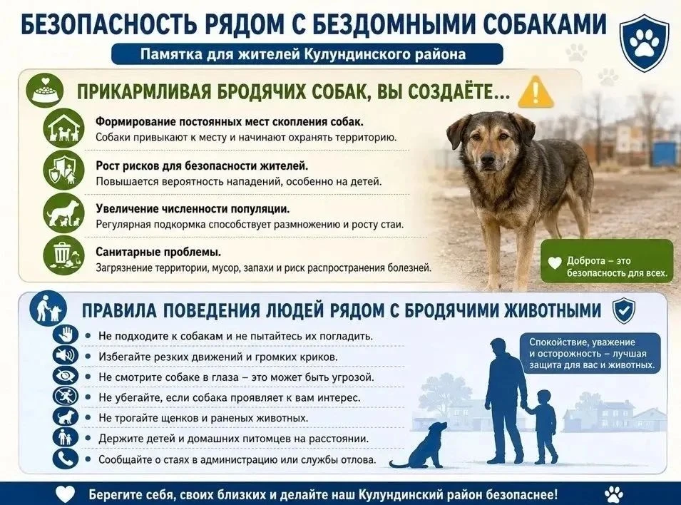 «Правила поведения людей рядом с бродячими собаками»