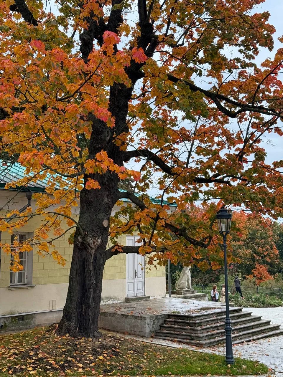 С трепетом наблюдаем смену сезонов 🍂 🍁