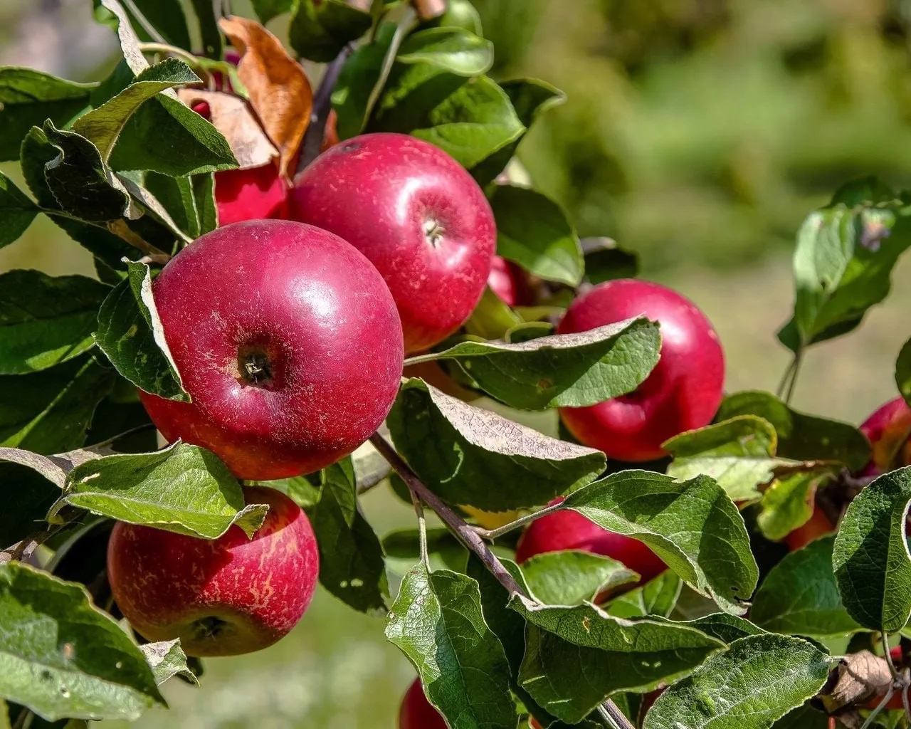 Удобрения для хорошего урожая яблок🍎