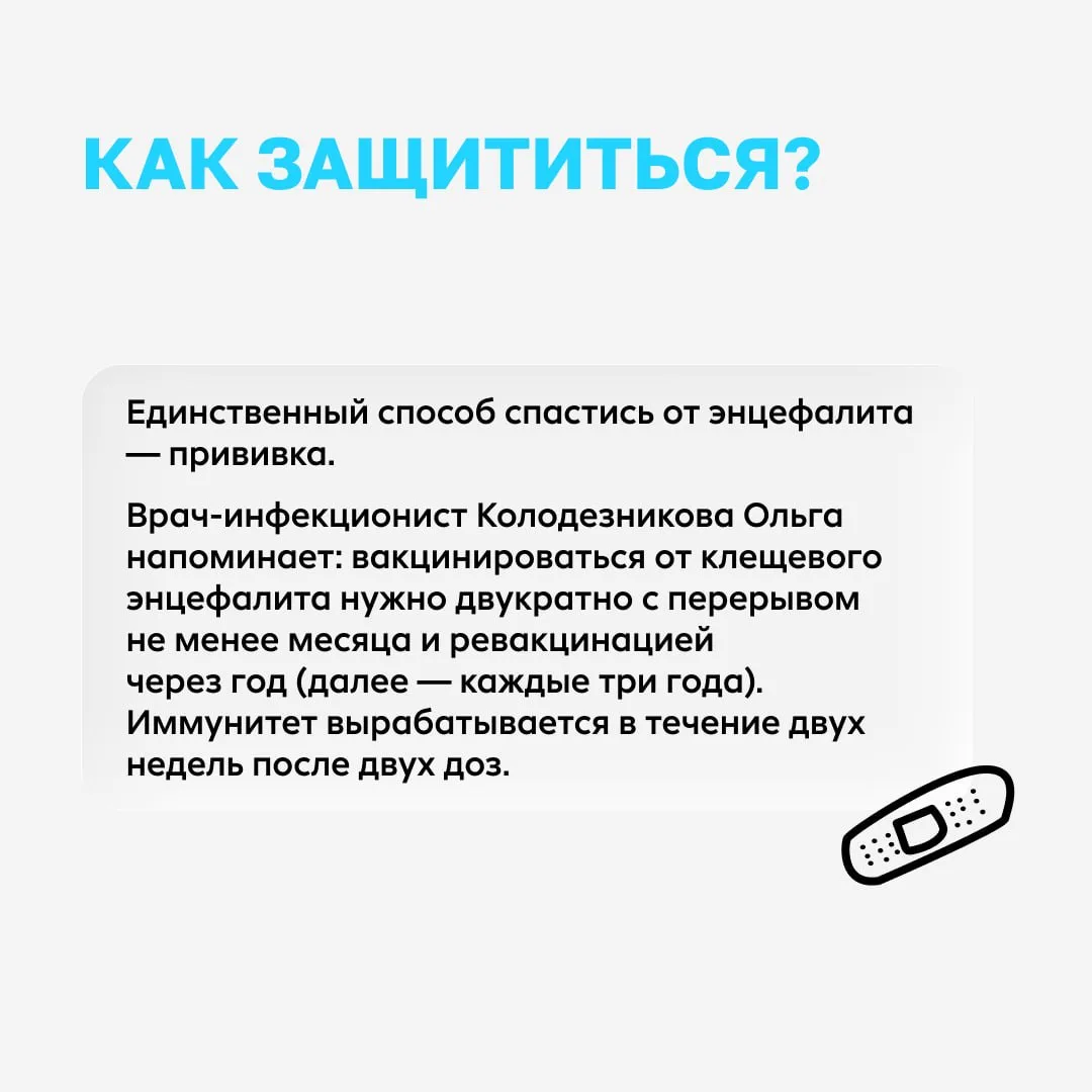 Клещи вида Hyalomma активизировались на Юге России  Они не сидят на траве в ожидании цели, а сами бе