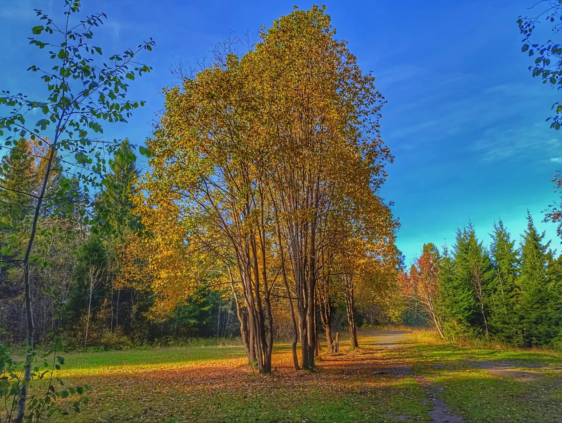 Karelian woods