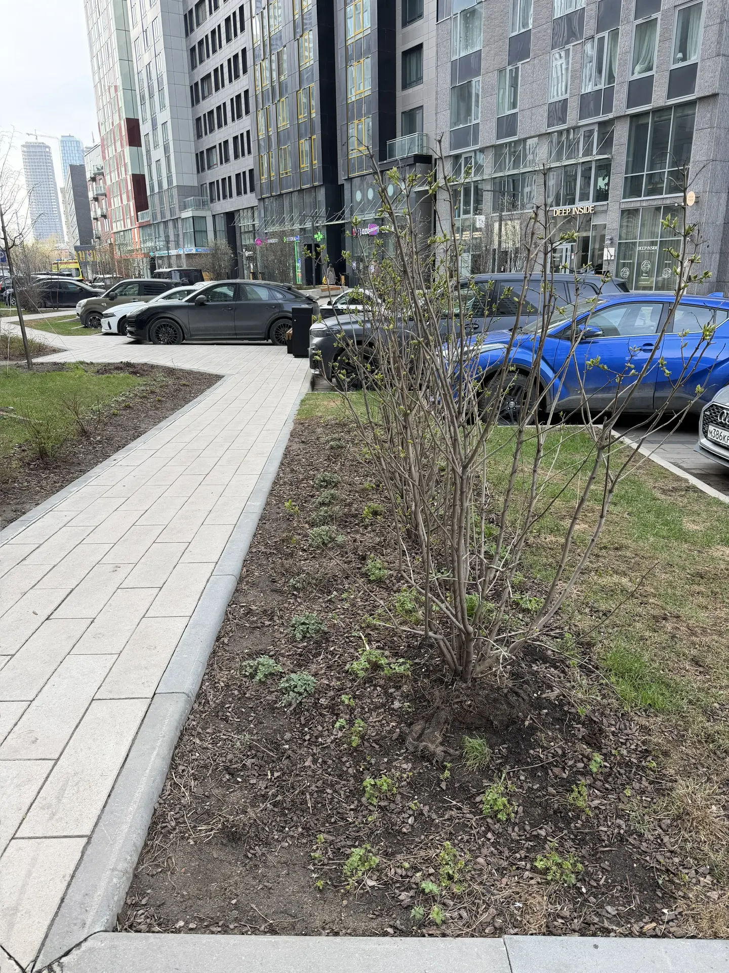 Сегодня пофоткала во дворе нашего ЖК.
Хочу эти же ракурсы сфоткать летом ☺️
Садовника у нашей УК нет