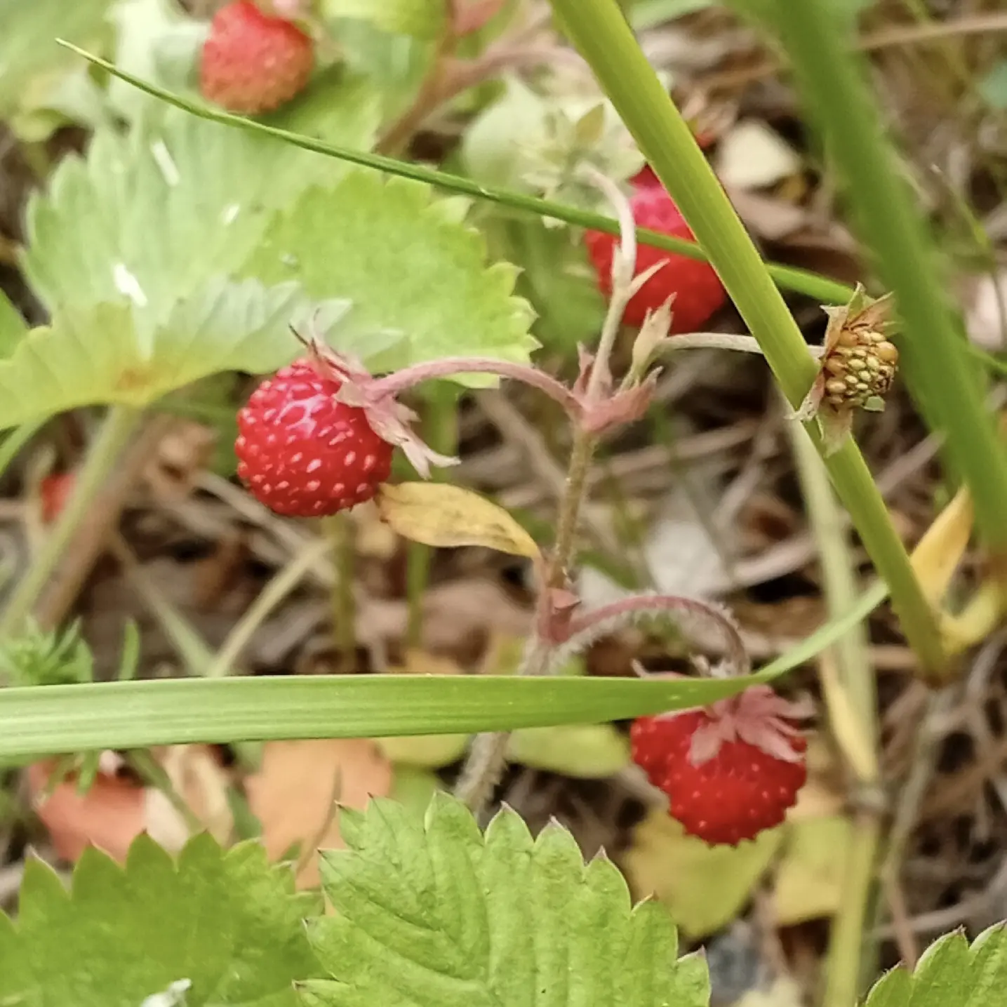 🍓 Хотите верьте, хотите нет, а лето наступило 

Доказательство этому приводят в музее-звповеднике. 