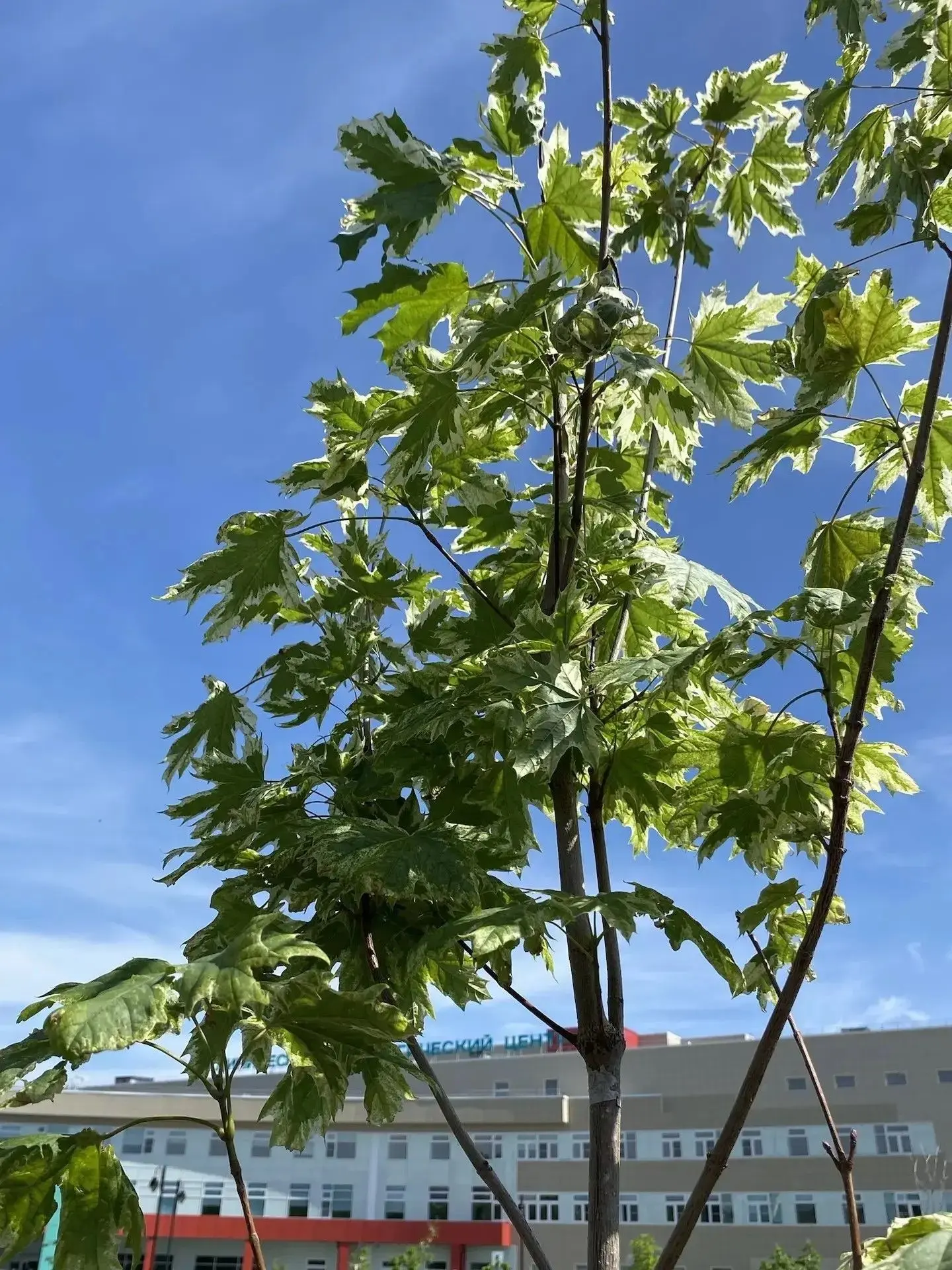 🕊️Вдохновленные величием природы: новый облик ГУЗ «ОКОД»  🌿Ландшафты знаменитых императорских парков