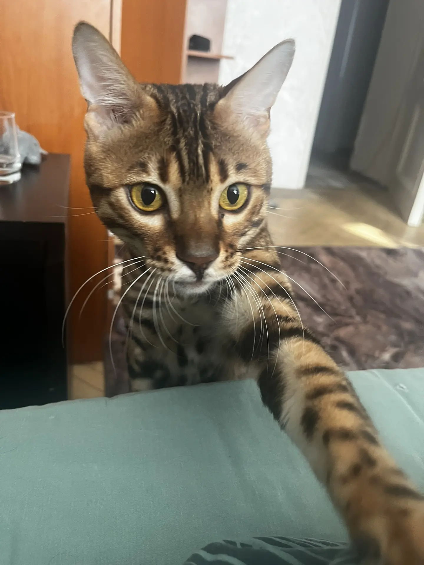Мяу-мяу!🐆