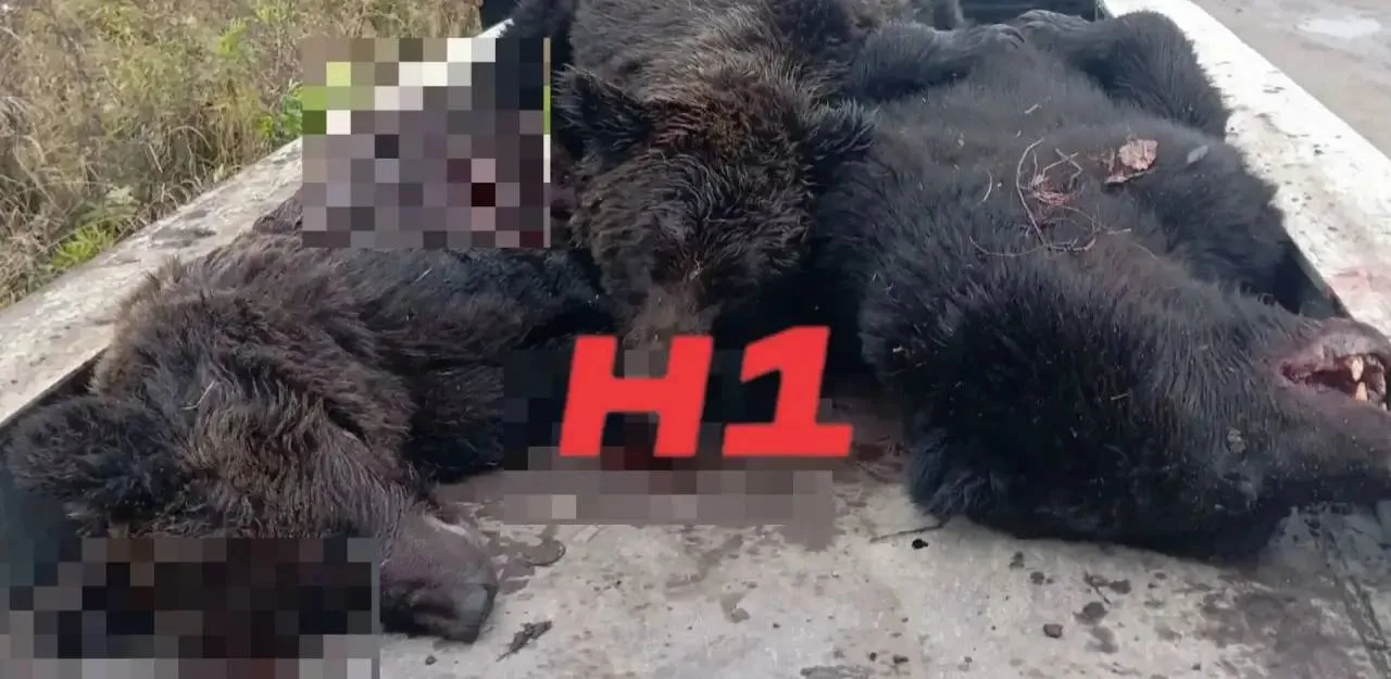 ⚡️В Кабанском районе отстрелили трёх крупных медведей.