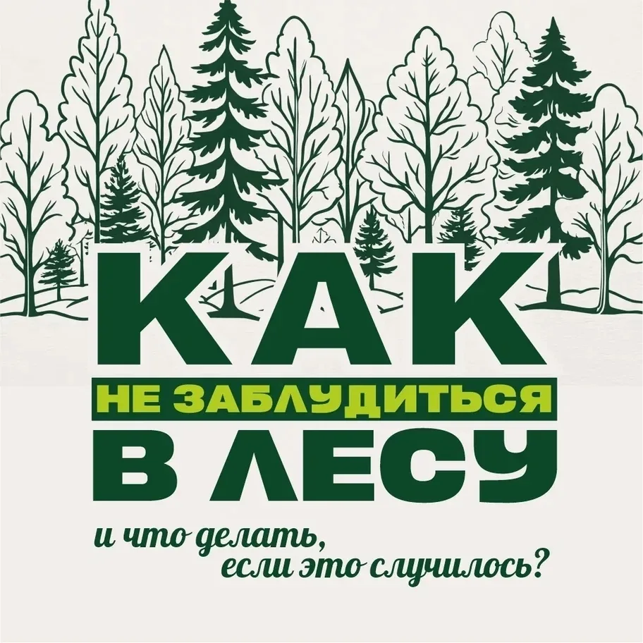 🌳 Тёплые выходные — повод сходить в лес за грибами, но перед этим важно вспомнить прос...