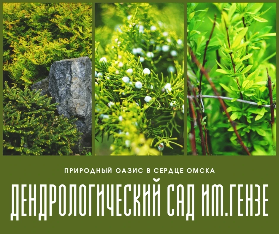 🌲 АРОМАЭКСКУРСИЯ «ЗАПОВЕДНИКИ РОССИИ» В ДЕНДРОСАДУ ИМ. Г.И. ГЕНЗЕ 🌲