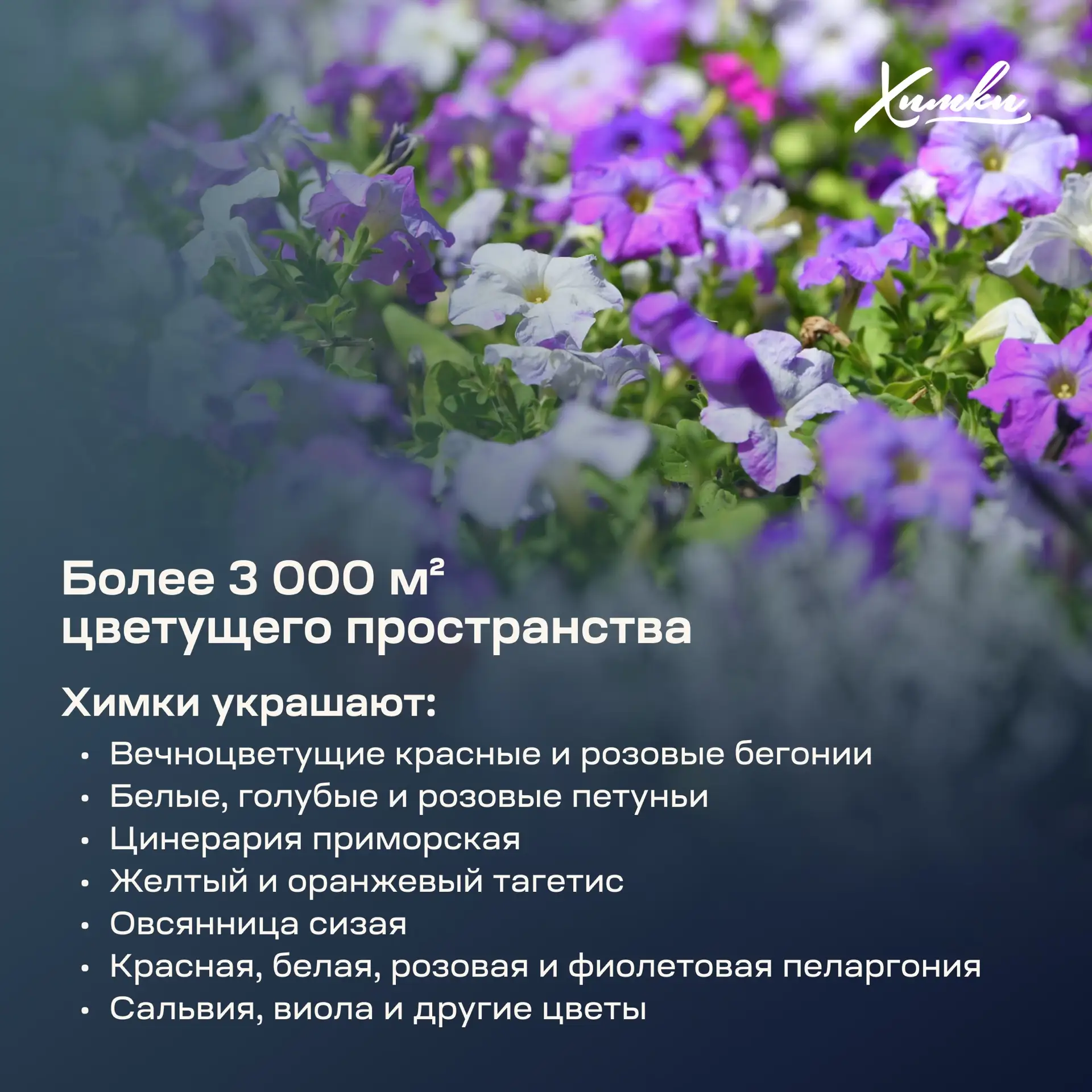 Яркие краски Химок: какими цветами украсили город этим летом